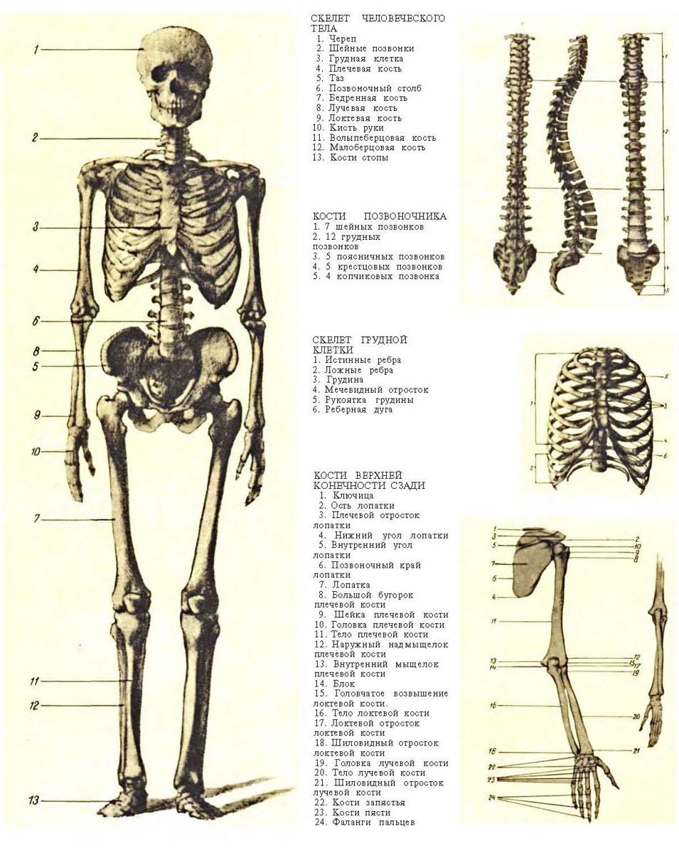 Скелет с названиями костей на русском языке. Строение скелета человека с описанием. Строение скелета человека с обозначениями. Кости туловища человека анатомия. Строение костей организма.