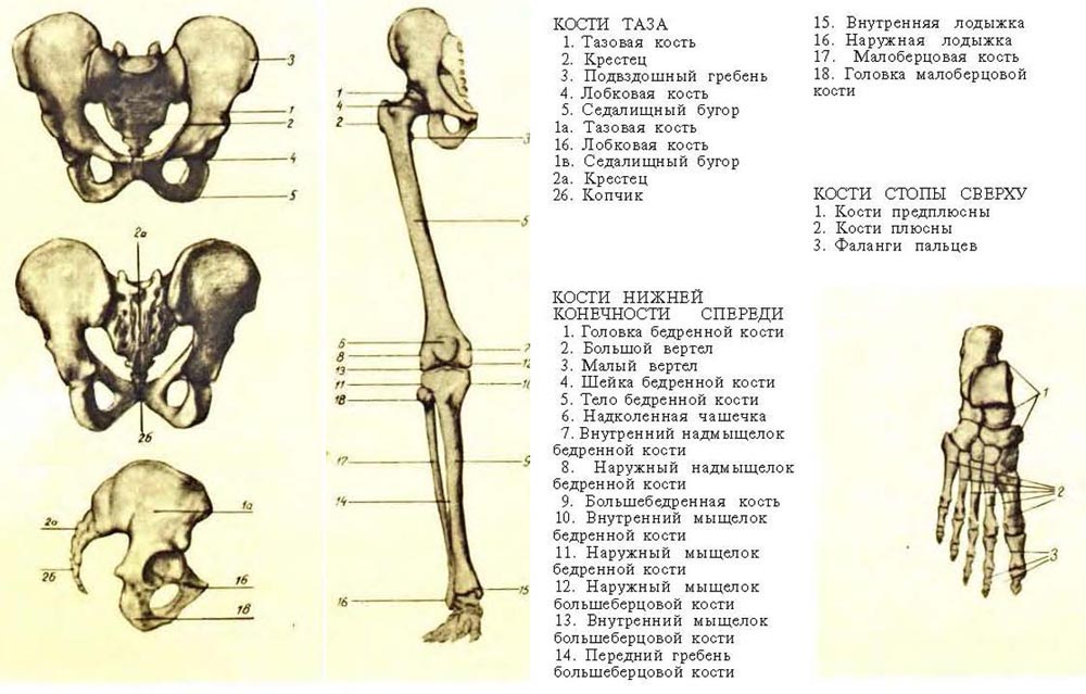 Наружный мыщелок. Кости нижней конечности анатомия тазовая кость. Скелет нижней конечности тазовая кость. Анатомия костей таза нижних конечностей. Строение костей нижняя конечности анатомия тазовая кость.