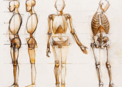 Пластическая анатомия скелет человека
