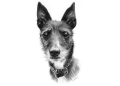 Карандашный портрет собаки