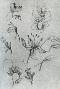 Изображение растений
