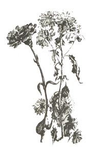 Изображение растений