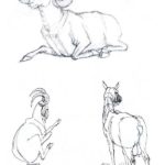 Наброски и зарисовки животных